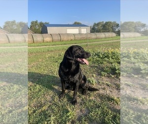 Father of the Labrador Retriever puppies born on 08/07/2026