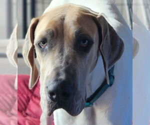 Medium Great Dane