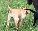 Small Photo #5 Labrador Retriever Puppy For Sale in SPOTSYLVANIA, VA, USA