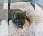 Small #5 Bulldog Mix