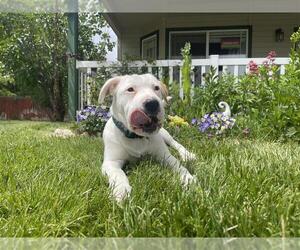 American Pit Bull Terrier-Unknown Mix Dogs for adoption in MIDWAY, UT, USA