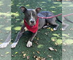 Small #2 American Pit Bull Terrier