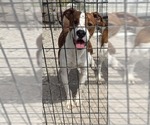 Small #3 Boxer Mix