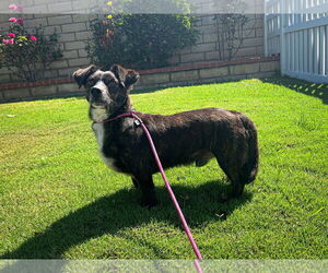 Vegas - Male Colonial Cocker Spaniel-Dachshund Mix Dog for Adoption - Photo #3