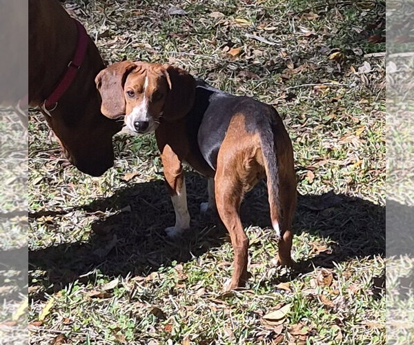 Medium Photo #4 Beagle Puppy For Sale in Dunnellon, FL, USA