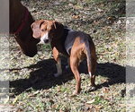 Small #3 Beagle