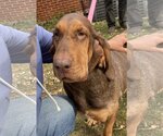 Small Photo #5 Bloodhound Puppy For Sale in Brookville, OH, USA