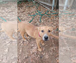 Small #13 Labrador Retriever Mix