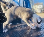 Small Photo #20 American Pit Bull Terrier Puppy For Sale in TRENTON, NJ, USA