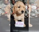 Small Photo #7 Golden Labrador-Golden Retriever Mix Puppy For Sale in BASTROP, TX, USA