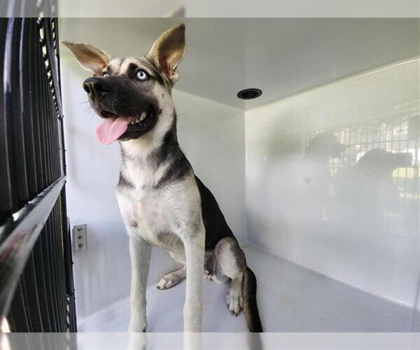 Medium Photo #1 Gerberian Shepsky Puppy For Sale in Houston, TX, USA