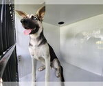 A663108 - Female Gerberian Shepsky Dog for Adoption - Small photo