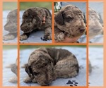 Puppy Heath Goldendoodle