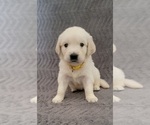 Small Photo #20 English Cream Golden Retriever Puppy For Sale in DELTONA, FL, USA