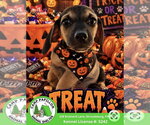 Treat - Female Beagle-Unknown Mix Dog for Adoption - Small photo