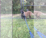 Small #2 Mutt