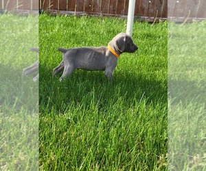 Weimaraner Puppy for sale in SPRINGFIELD, CO, USA