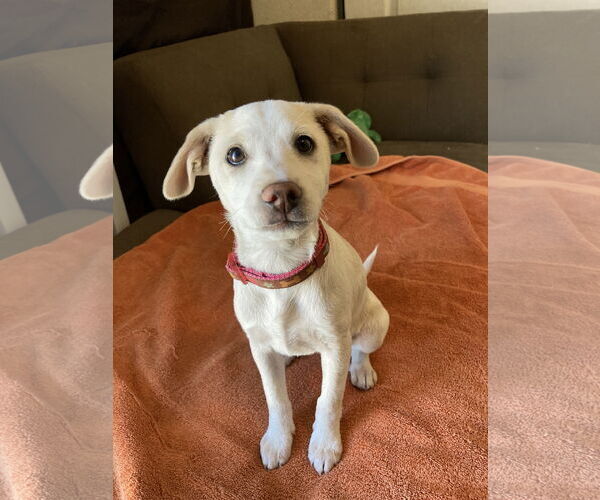 Medium Photo #10 Mutt Puppy For Sale in San Diego, CA, USA
