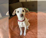 Small #9 Mutt