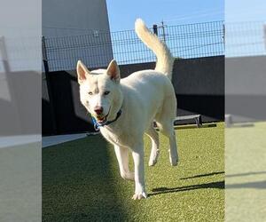 Siberian Husky Dogs for adoption in San Martin, CA, USA