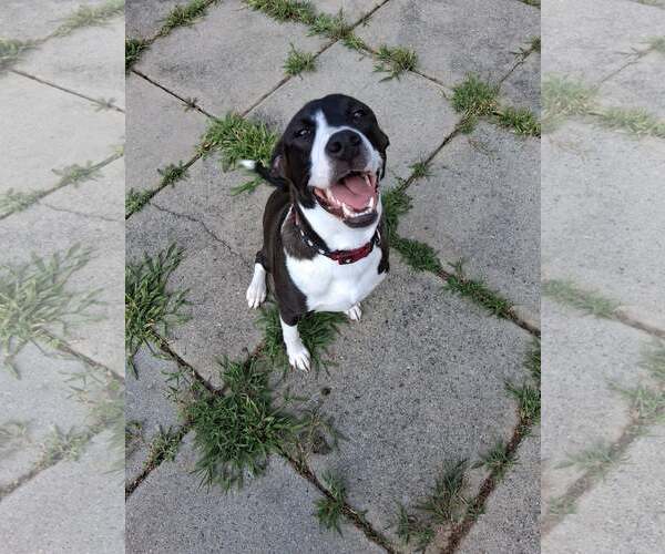 Medium Photo #8 American Pit Bull Terrier-Unknown Mix Puppy For Sale in Binghamton, NY, USA