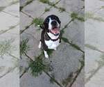 Small #7 American Pit Bull Terrier Mix