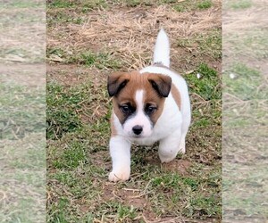 Jack Russell Terrier Puppy for Sale in APPLE GROVE, West Virginia USA