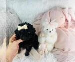 Small #2 Poodle (Toy)