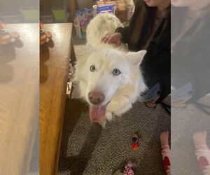 Huskies -Unknown Mix Dogs for adoption in Utica, NY, USA