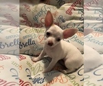 Small Chihuahua