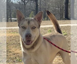 Siberian Husky-Unknown Mix Dogs for adoption in Yardley, PA, USA
