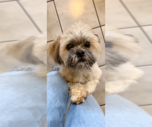 Geoffrey David - Male Shih Tzu Dog for Adoption - Photo #15