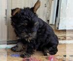 Small #2 Yorkshire Terrier