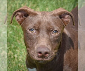 Rain - Male American Staffordshire Terrier-Unknown Mix Dog for Adoption - Photo #2