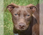 Small #1 American Staffordshire Terrier Mix