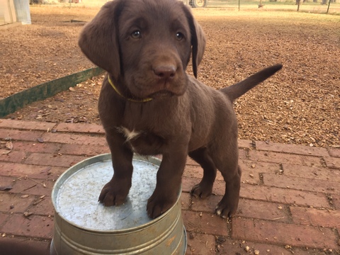 Medium Photo #3 Labrador Retriever Puppy For Sale in JARRELL, TX, USA