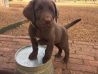 Small Photo #3 Labrador Retriever Puppy For Sale in JARRELL, TX, USA