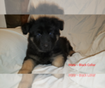 Small #1 German Shepherd Dog