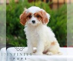 Small #2 Cavapoo (Miniature)