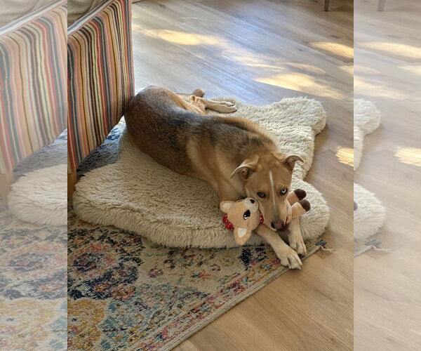 Medium Photo #4 Gerberian Shepsky Puppy For Sale in Davis, CA, USA