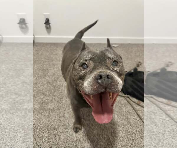 Medium Photo #3 American French Bull Terrier Puppy For Sale in Queen Creek, AZ, USA