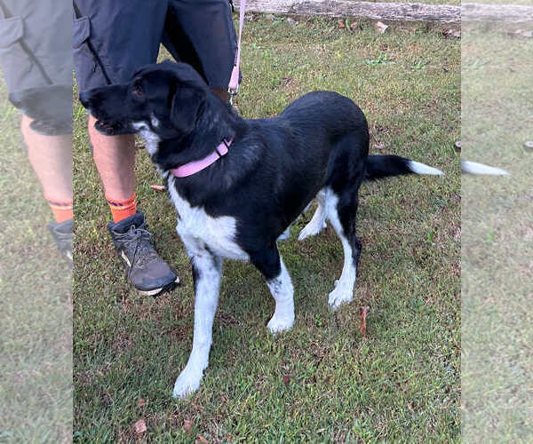 Medium Photo #2 Mutt Puppy For Sale in Shelburne, VT, USA