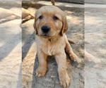Puppy AKC Blitz Golden Retriever