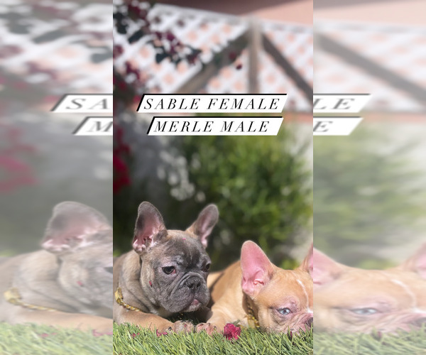 Medium Photo #6 French Bulldog Puppy For Sale in LOS ANGELES, CA, USA