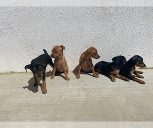 Miniature Pinscher Puppy for sale in SALINAS, CA, USA