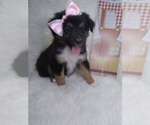 Small Photo #2 Australian Shepherd Puppy For Sale in INDIANAPOLIS, IN, USA