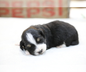 Bernedoodle-Poodle (Miniature) Mix Puppy for sale in GOSHEN, IN, USA
