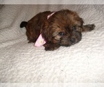 Small #3 Shih Tzu