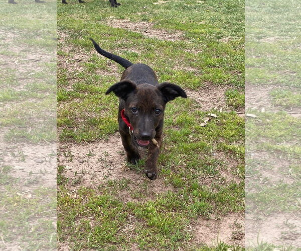 Medium Photo #1 Dachshund-Unknown Mix Puppy For Sale in New London, WI, USA