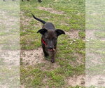 Small Dachshund Mix